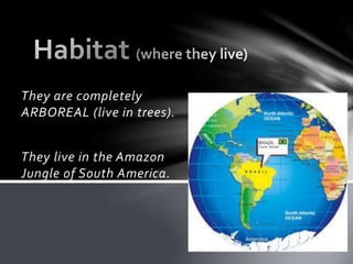 They are completely
ARBOREAL (live in trees).
They live in the Amazon
Jungle of South America.
 