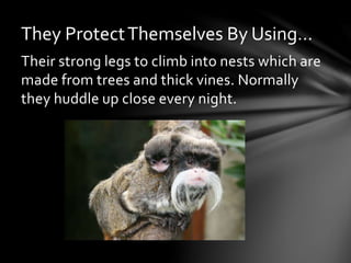 Their strong legs to climb into nests which are
made from trees and thick vines. Normally
they huddle up close every night.
They ProtectThemselves By Using…
 