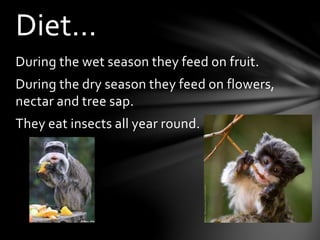 During the wet season they feed on fruit.
During the dry season they feed on flowers,
nectar and tree sap.
They eat insects all year round.
Diet…
 