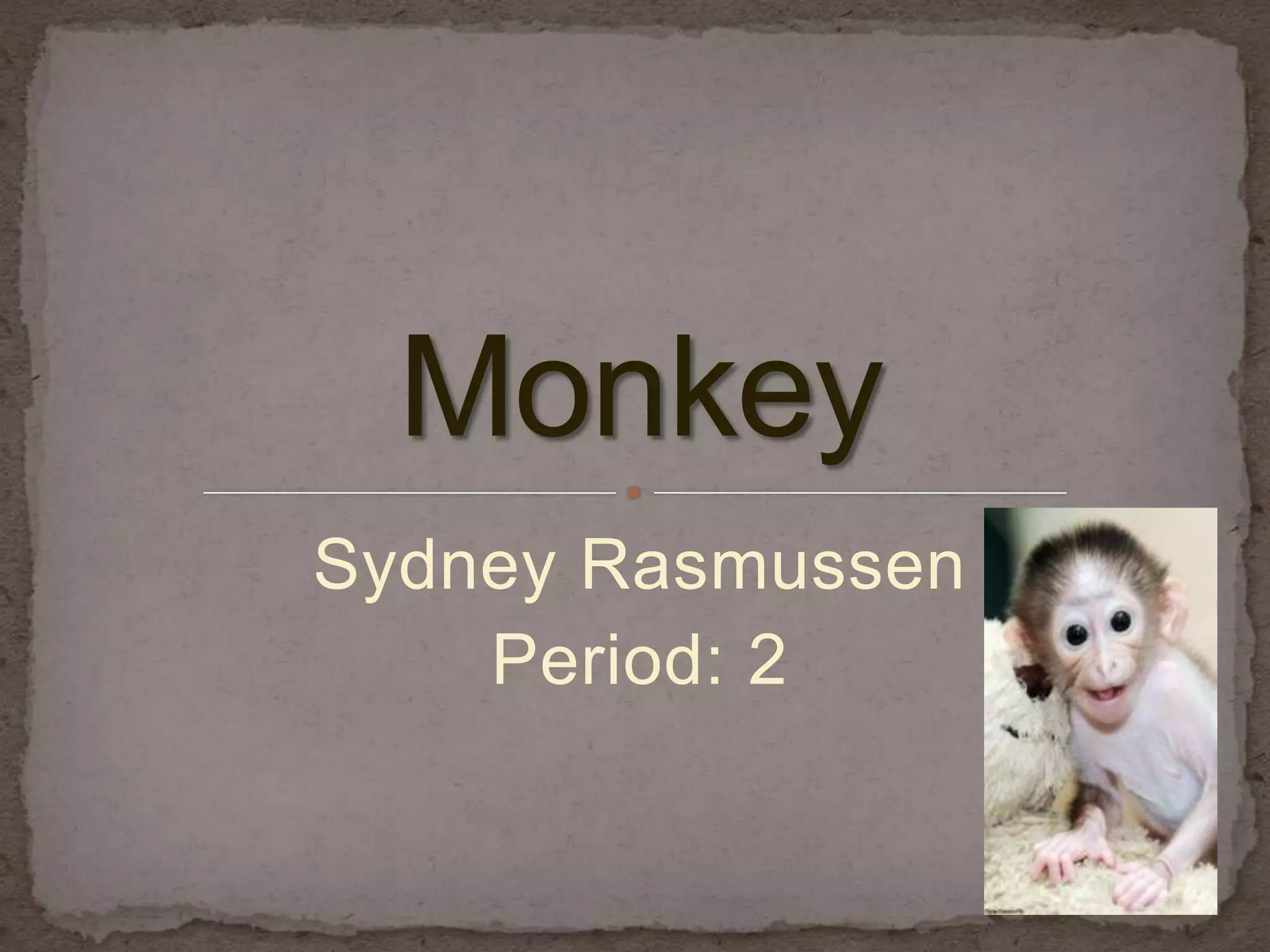 Monkey sydney rasmussen | PPTX