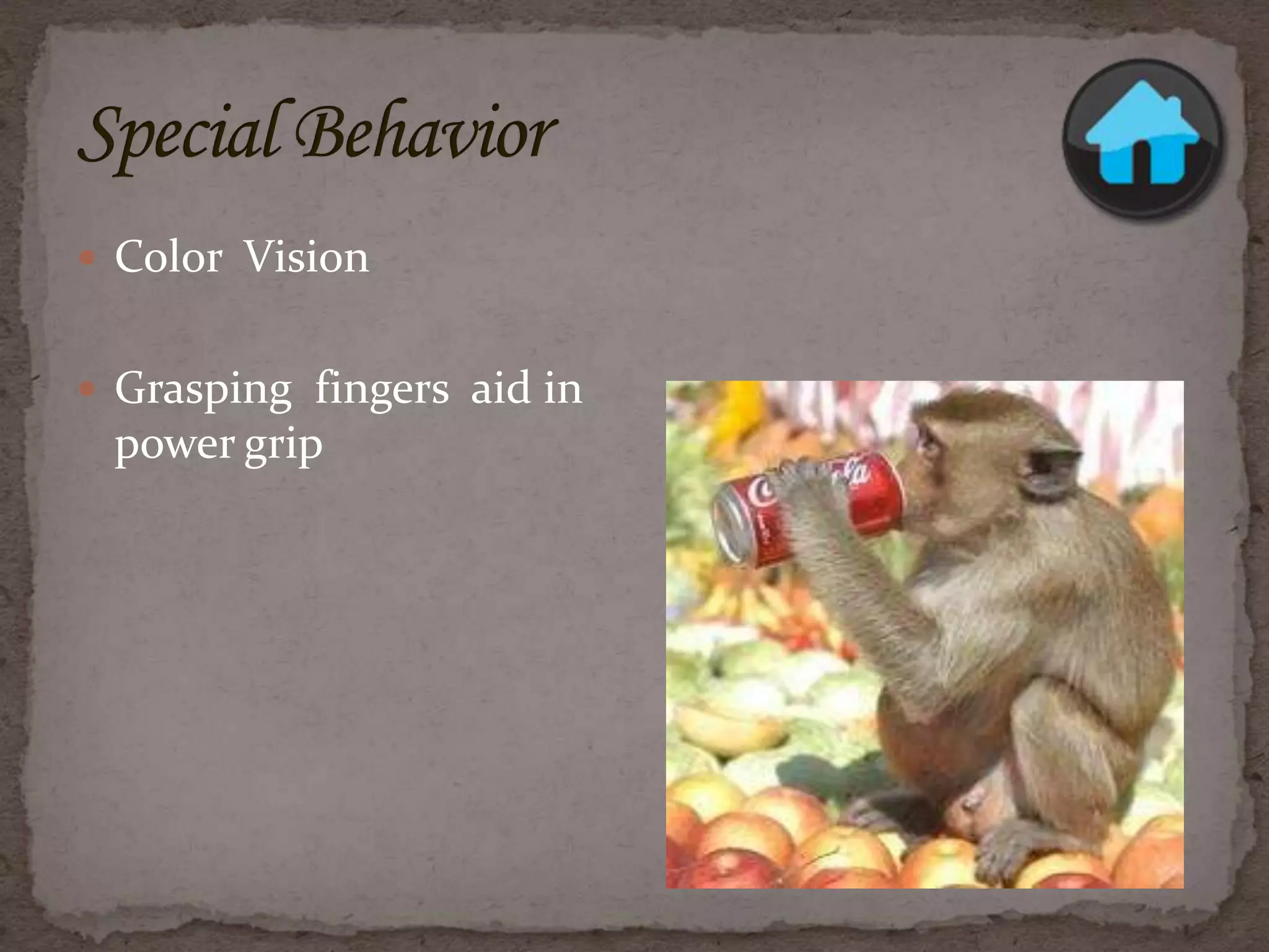 Monkey sydney rasmussen | PPTX