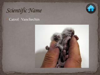 Monkey sydney rasmussen | PPTX