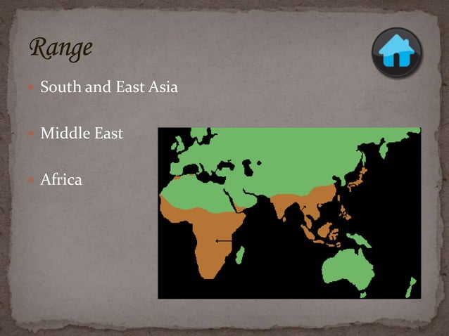 Monkey sydney rasmussen | PPTX | Parenting Babies and Toddlers | Parenting