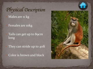 Monkey sydney rasmussen | PPTX