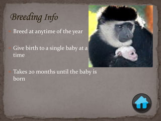 Monkey sydney rasmussen | PPTX