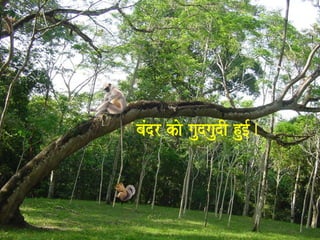 baMdr kao gaudgaudI hu[-. 
 