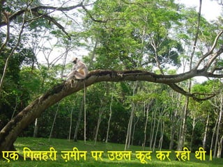 ek igalahrI ja,maIna pr ]Cla kUd kr rhI qaI. 
 