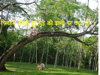 igalahrI h^MsatI hu[- poD, kI DalaI pr caZ, ga[-. 
 