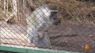 The monkeys in Egypt