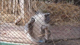 The monkeys in Egypt