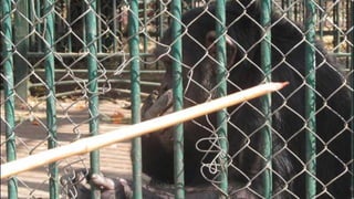 The monkeys in Egypt