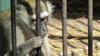 The monkeys in Egypt