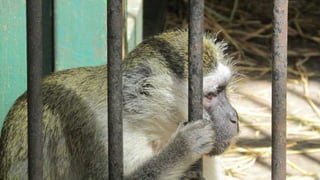 The monkeys in Egypt