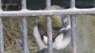 The monkeys in Egypt