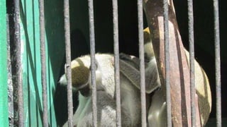 The monkeys in Egypt