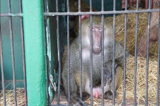 The monkeys in Egypt