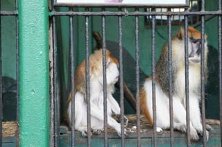 The monkeys in Egypt