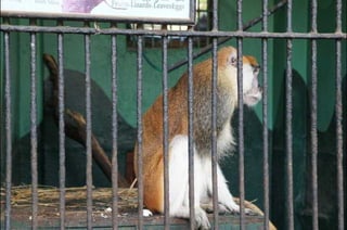 The monkeys in Egypt