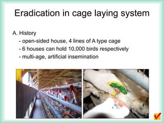 Eradication in cage laying system
A. History
- open-sided house, 4 lines of A type cage
- 6 houses can hold 10,000 birds r...