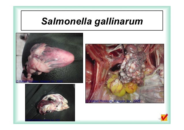Monitor and Control of Vertically Transmitted Poultry Diseases