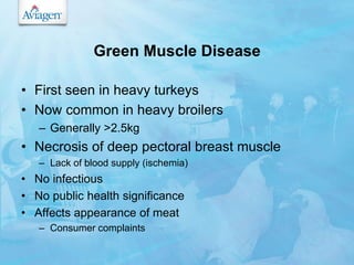 Broiler syndromes and internal parasites | PPSX