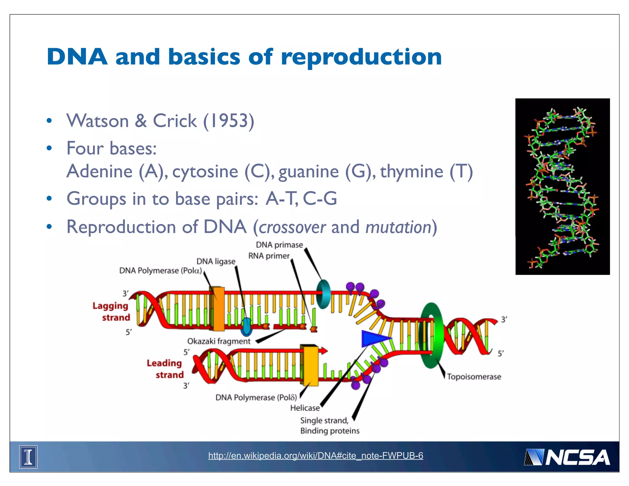 DNA and basics of reproduction

• Watson & Crick (1953)
• Four bases:
  Adenine (A), cytosine (C), guanine (G), thymine (T)
• Groups in to base pairs: A-T, C-G
• Reproduction of DNA (crossover and mutation)




                    http://en.wikipedia.org/wiki/DNA#cite_note-FWPUB-6
 
