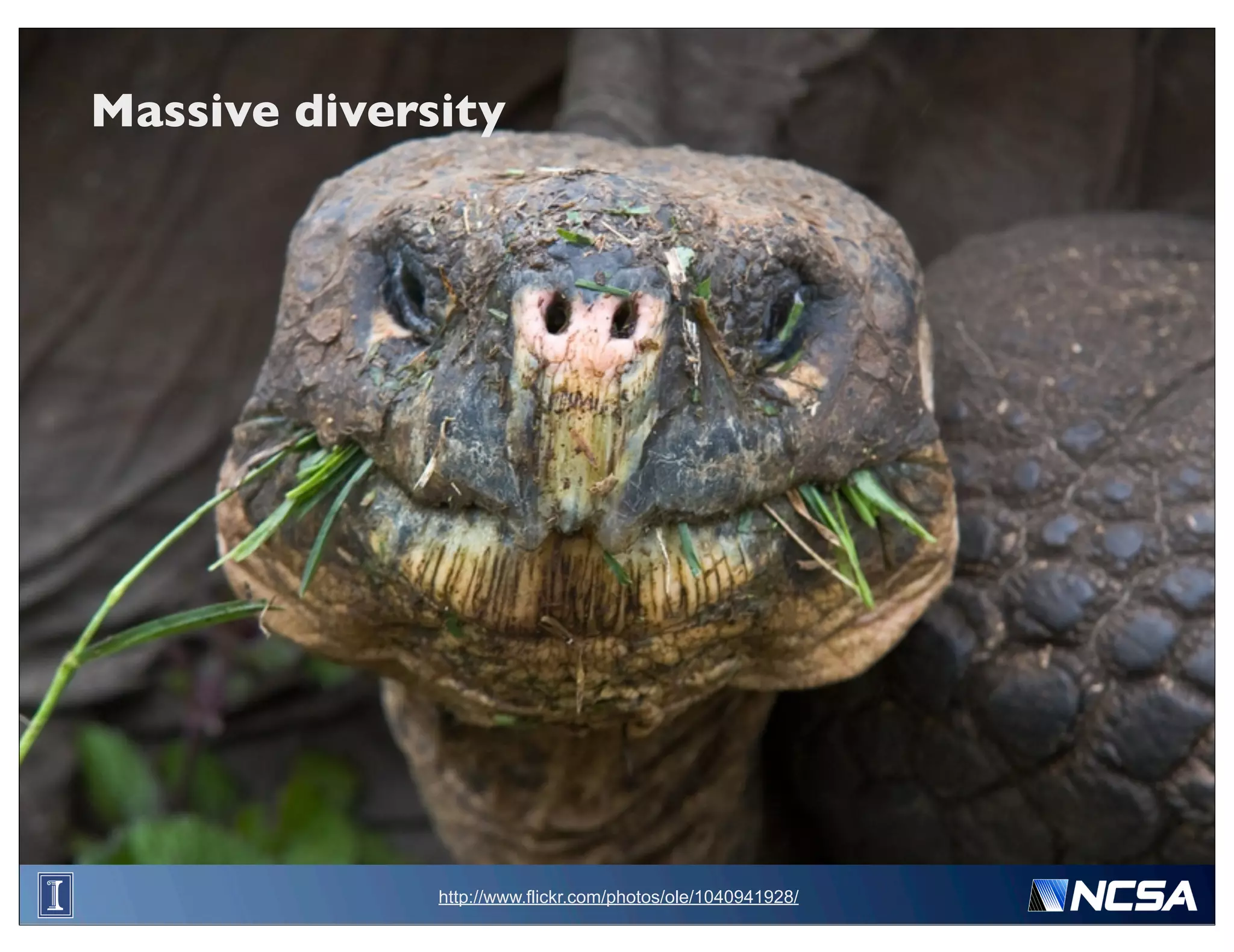 Massive diversity




              http://www.flickr.com/photos/ole/1040941928/
 