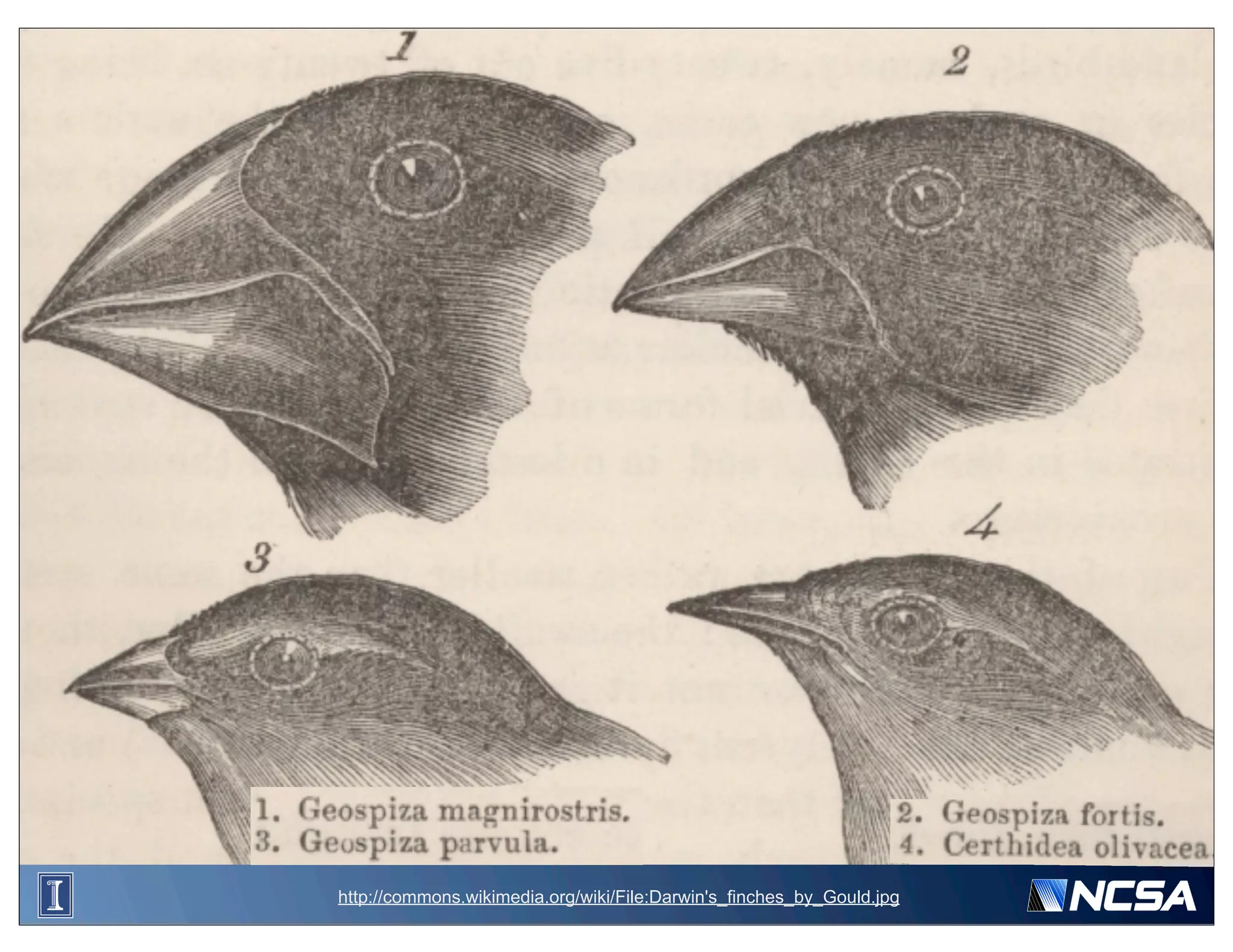 http://commons.wikimedia.org/wiki/File:Darwin's_finches_by_Gould.jpg
 