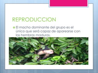 REPRODUCCION
 El macho dominante del grupo es el
único que será capaz de aparearse con
las hembras maduras.
 