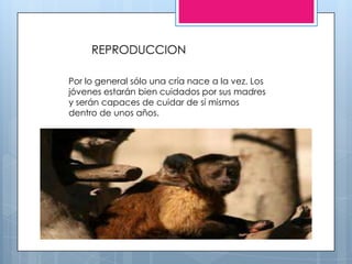 Por lo general sólo una cría nace a la vez. Los
jóvenes estarán bien cuidados por sus madres
y serán capaces de cuidar de sí mismos
dentro de unos años.
REPRODUCCION
 