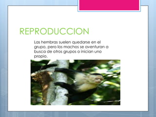 REPRODUCCION
Las hembras suelen quedarse en el
grupo, pero los machos se aventuran a
busca de otros grupos o inician uno
propio.
 