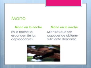 Mono
Mono en la noche
En la noche se
esconden de los
depredadores
Mono en la noche
Mientras que son
capaces de obtener
suficiente descanso.
 