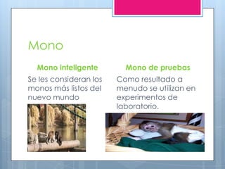 Mono
Mono inteligente
Se les consideran los
monos más listos del
nuevo mundo
Mono de pruebas
Como resultado a
menudo se utilizan en
experimentos de
laboratorio.
 