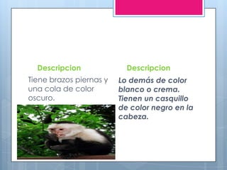Descripcion
Tiene brazos piernas y
una cola de color
oscuro.
Descripcion
Lo demás de color
blanco o crema.
Tienen un casquillo
de color negro en la
cabeza.
 