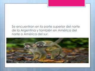 Se encuentran en la parte superior del norte
de la Argentina y también en América del
norte o América del sur.
 
