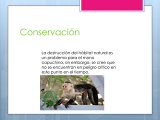 Conservación
La destrucción del hábitat natural es
un problema para el mono
capuchino, sin embargo, se cree que
no se encuentran en peligro crítico en
este punto en el tiempo.
 