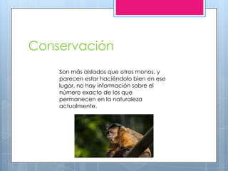Conservación
Son más aislados que otros monos, y
parecen estar haciéndolo bien en ese
lugar, no hay información sobre el
número exacto de los que
permanecen en la naturaleza
actualmente.
 