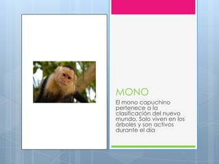 MONO
El mono capuchino
pertenece a la
clasificación del nuevo
mundo. Solo viven en los
árboles y son activos
durante el día
 