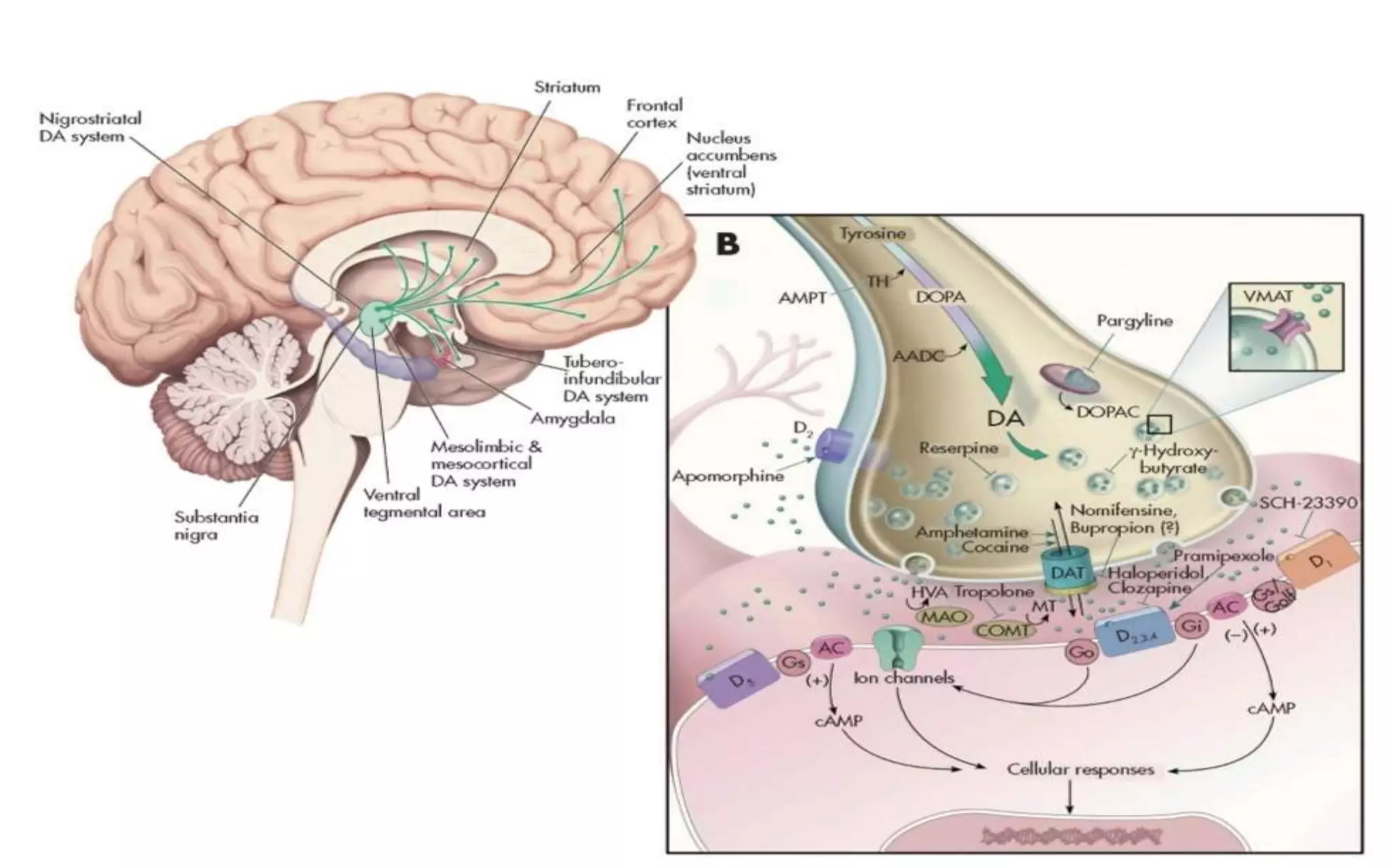 Monoamine Neurotransmitters-2.pptx