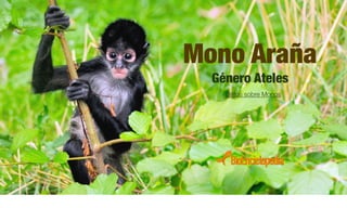Mono Araña
Género Ateles
Datos sobre Monos
 
