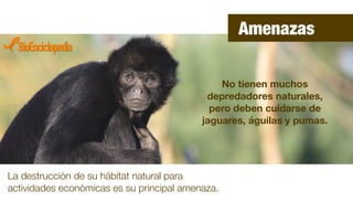 No tienen muchos
depredadores naturales,
pero deben cuidarse de
jaguares, águilas y pumas.
La destrucción de su hábitat natural para
actividades económicas es su principal amenaza.
Amenazas
 