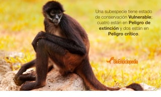 Una subespecie tiene estado
de conservación Vulnerable;
cuatro están en Peligro de
extinción y dos están en
Peligro crítico.
 