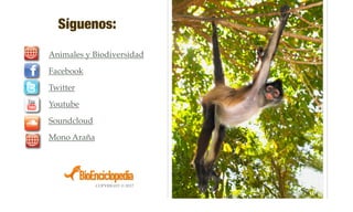 Síguenos:
Animales y Biodiversidad
Facebook
Twitter
Youtube
Soundcloud
Mono Araña
COPYRIGHT © 2017
 