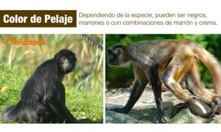 Dependiendo de la especie, pueden ser negros,
marrones o con combinaciones de marrón y crema.Color de Pelaje
 