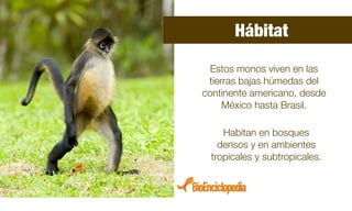 Habitan en bosques
densos y en ambientes
tropicales y subtropicales.
Estos monos viven en las
tierras bajas húmedas del
continente americano, desde
México hasta Brasil.
Hábitat
 