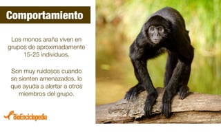 Los monos araña viven en
grupos de aproximadamente
15-25 individuos.
Son muy ruidosos cuando
se sienten amenazados, lo
que ayuda a alertar a otros
miembros del grupo.
Comportamiento
 