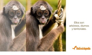Ellos son
arbóreos, diurnos
y territoriales.
 
