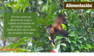Alimentación
El mono araña se
alimenta de frutas y
nueces encontradas en
su hábitat natural.
Hasta el 80% de su dieta
se compone de frutas.
 