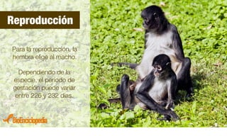 BioExpedition.com
Para la reproducción, la
hembra elige al macho.
Dependiendo de la
especie, el período de
gestación puede variar
entre 226 y 232 días.
Reproducción
 