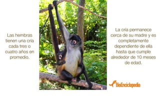 La cría permanece
cerca de su madre y es
completamente
dependiente de ella
hasta que cumple
alrededor de 10 meses
de edad.
Las hembras
tienen una cría
cada tres o
cuatro años en
promedio.
 